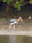 yellow-necked stork.JPG (71 KB)